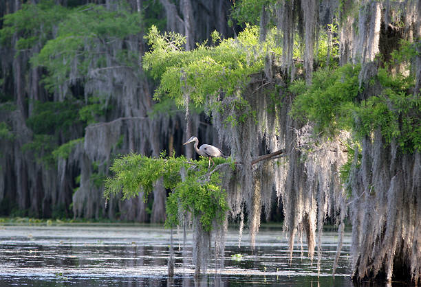 a view of a cypress swamp with a great blue heron perched in the trees with the draping spanish mossPlease see my lightbox with similar photos: