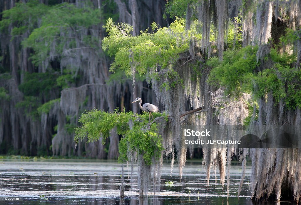 Cypress Swamp with Great Blue Heron a view of a cypress swamp with a great blue heron perched in the trees with the draping spanish mossPlease see my lightbox with similar photos: Louisiana Stock Photo