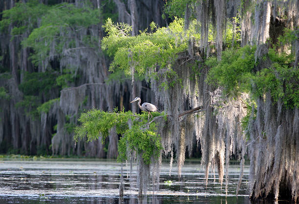 Cypress Swamp with Great Blue Heron a view of a cypress swamp with a great blue heron perched in the trees with the draping spanish mossPlease see my lightbox with similar photos: spanish moss photos stock pictures, royalty-free photos & images