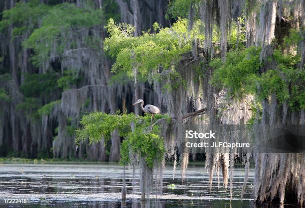 Cypress Swamp With Great Blue Heron Stock Photo - Download Image Now - Louisiana, Spanish Moss, Swamp