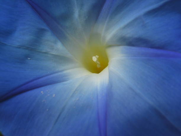 istock Morning glory flower closeup 172224320