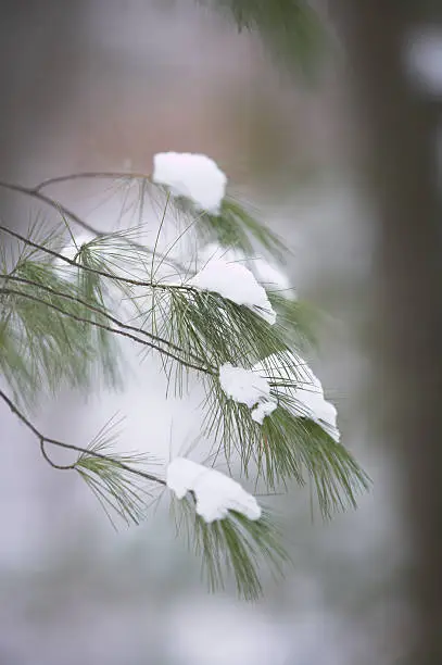 needles of a fir tree weighed down after a snowfall