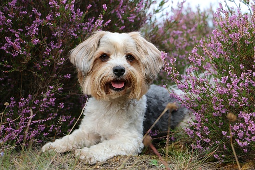 un lindo perro mestizo pequeño que yace en un colorido campo de brezo photo
