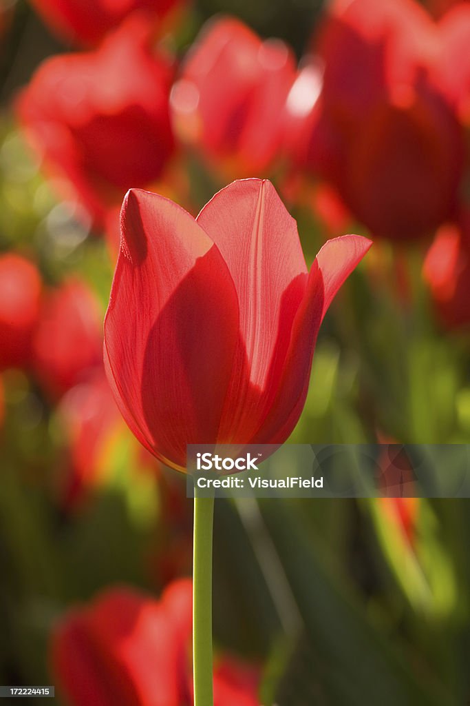 Tulipe rouge - Photo de Beauté de la nature libre de droits
