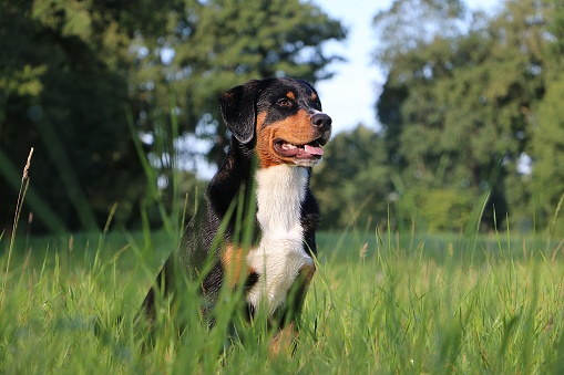 beautiful tricolored appenzeller dog is sitting in tall grass in the garden