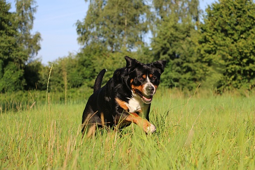 Portrait of a pretty tricolor Greater Swiss Mountain Dog running on a green meadow