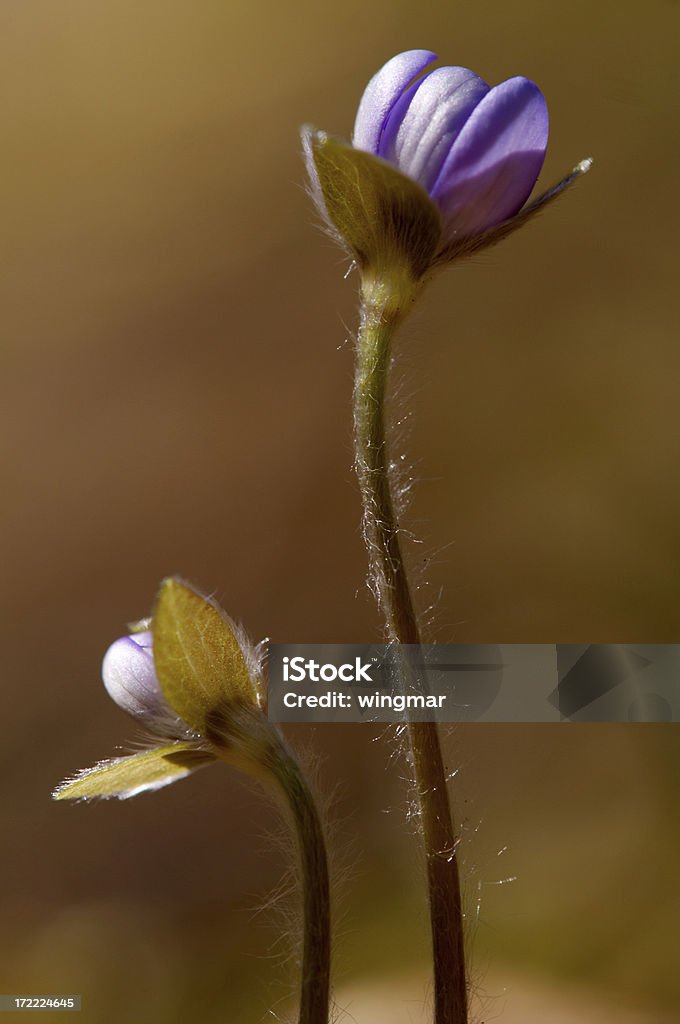 lifer sair - Royalty-free Amarelo Foto de stock