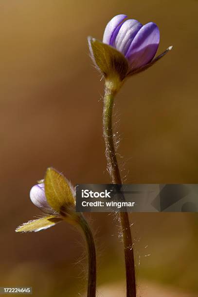 Lifer Sair - Fotografias de stock e mais imagens de Amarelo - Amarelo, Beleza, Beleza natural