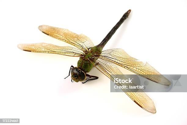 Dragonfly ます - トンボ亜目のストックフォトや画像を多数ご用意 - トンボ亜目, 俯瞰, カットアウト