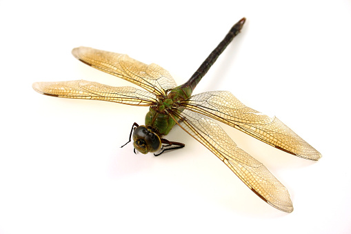 a dragonfly isolated on white.