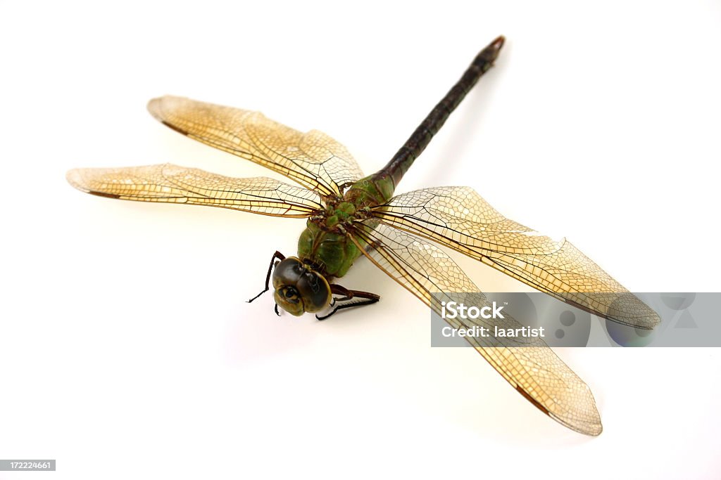 Libélula. - Foto de stock de Libélula - Mosca royalty-free