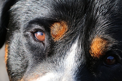 Extreme close-up of the eyes of a Greater Swiss Mountain Dog