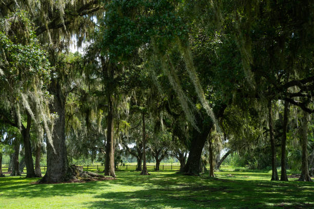 istock Landscape in Florida, United States 1722247431