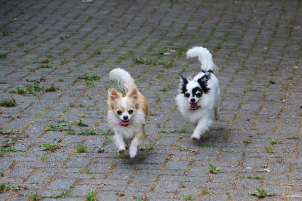 simpatici chihuahua dai capelli lunghi corrono all'ingresso del garage e si divertono - long haired chihuahua mixed breed dog purebred dog long hair foto e immagini stock