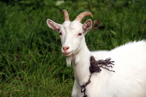 Close Up Domestic Goat
