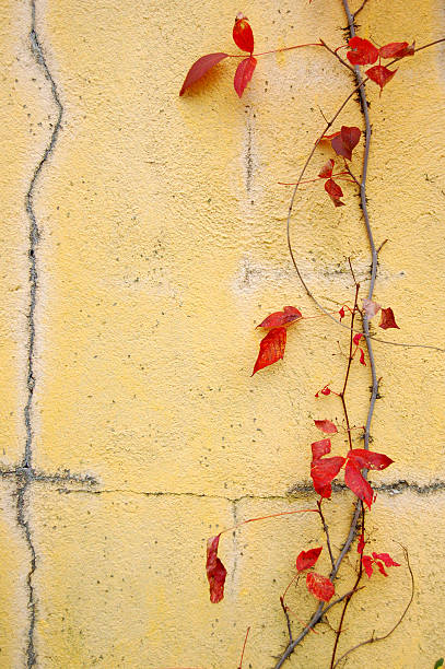 Red Vine on a Yellow Wall stock photo