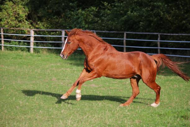 istock a beautiful brown quarter horse is running on the paddock 1722248497