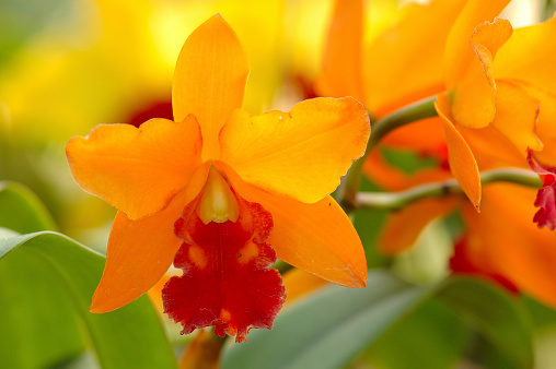 Close up of orange alstroemeria flowers