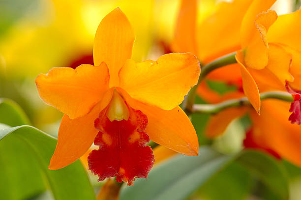 Orange orchid stock photo