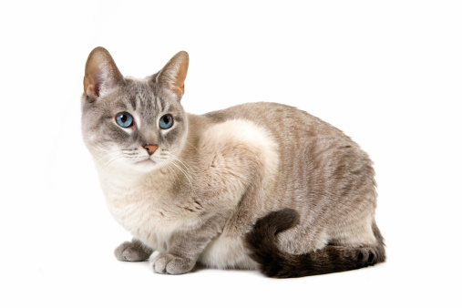 A tabby house cat on a white background.