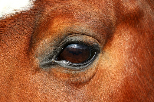 extreme close up of an eye from a brown quarter horse