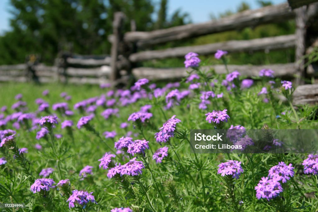 Old Zaun - Lizenzfrei Wildblume Stock-Foto