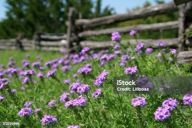 Old Zaun Stockfoto und mehr Bilder von Wildblume - Wildblume, Holz, Texas