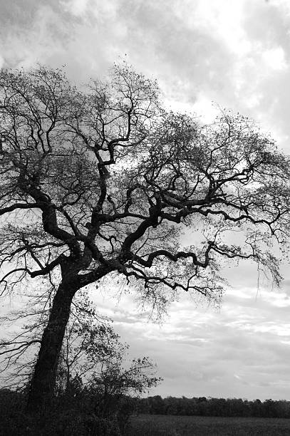 Black and White Oak Tree Silhoutte stock photo