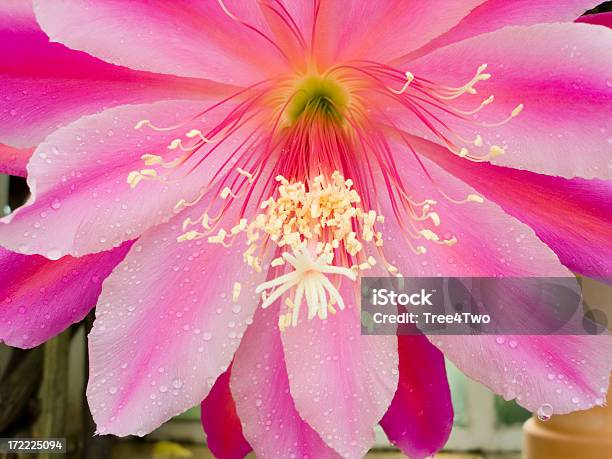 꽃송이 있는 연자주색 캐터스 0명에 대한 스톡 사진 및 기타 이미지 - 0명, 꽃 한송이, 꽃-꽃의 구조