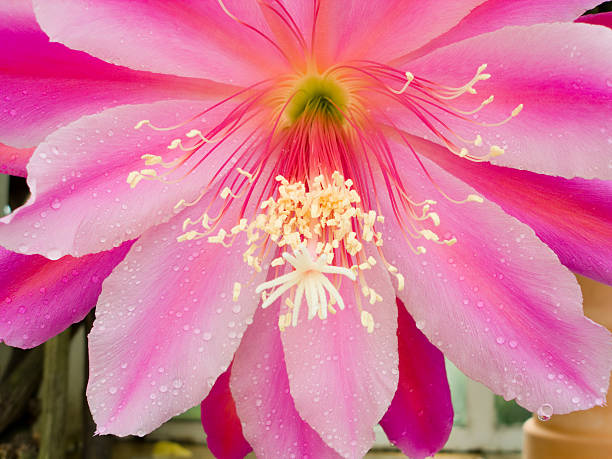 Flowering Beavertail Cactus in spring in southern Nevada desert