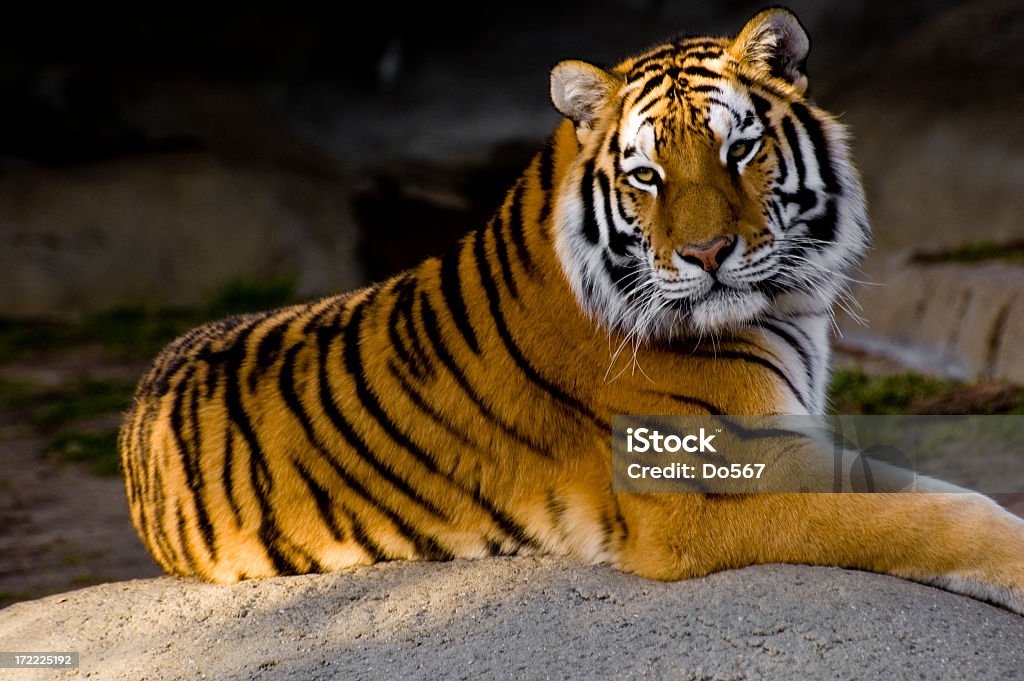 Tiger - Foto de stock de Animal libre de derechos