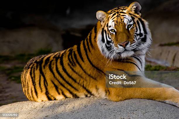 Tiger Foto de stock y más banco de imágenes de Animal - Animal, Animales cazando, Animales de Safari