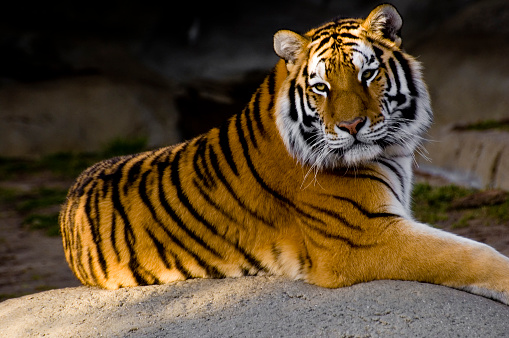 A large striped tiger lies on logs in the sunlight