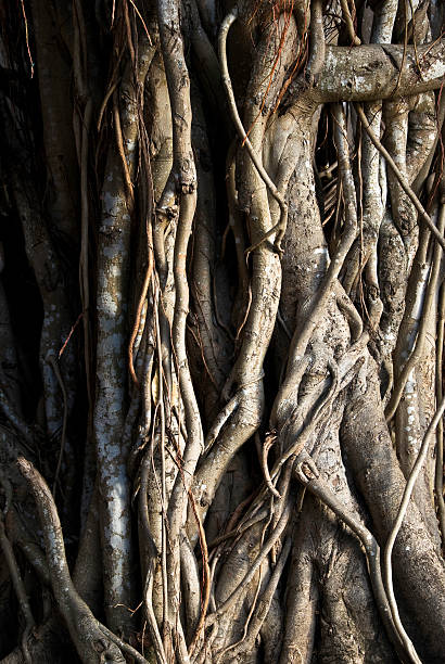 istock Close-up of a Banyan interlaced roots 172225274