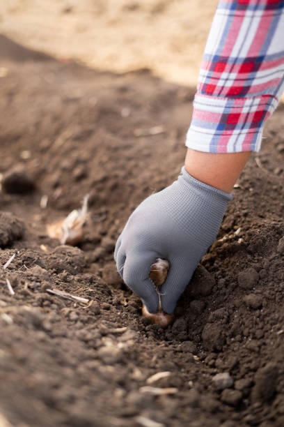 istock Growing saffron. Planting crocus bulbs in the ground 1722253672
