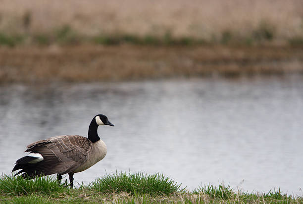 Canadian Goose by a Lake stock photo