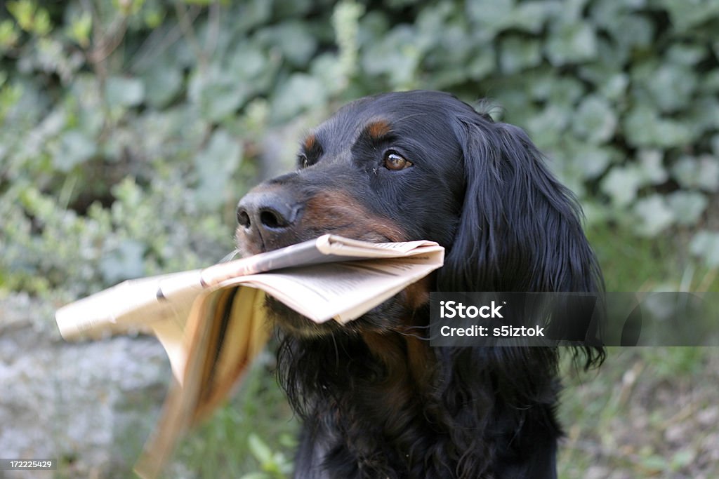 Postman Gordon setter cariing morning news Dog Stock Photo