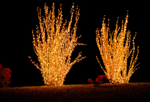 Ocotillo Cacti decorated with Christmas lights illuminating flowering plants.Other Catus Pictures: