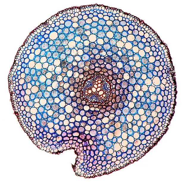 Microscopic image of the cross section of the root of a buttercup (crowfoot) plant - Ranunculus repens. The propeller shaped pattern in the center is the vascular tissue for transporting water and nutrients up and down the plant. The circles are the individual cells.