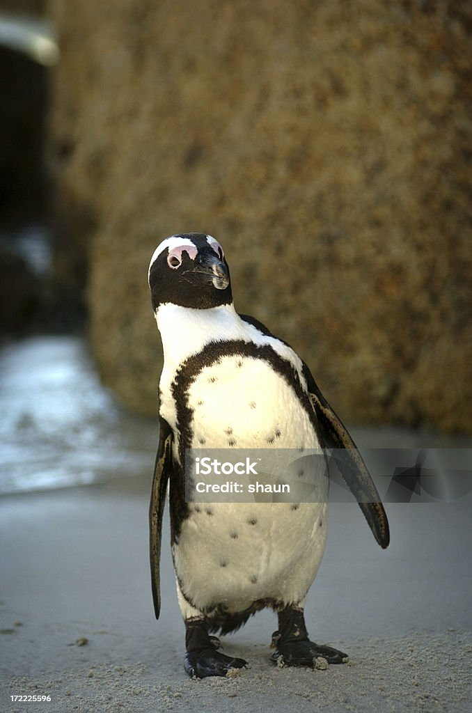 Пингвин - Стоковые фото Вертикальный роялти-фри