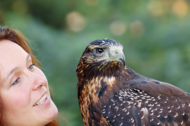 woman with eagle portrait of a woman with a black chested buzzard eagle young black chested buzzard eagle geranoaetus melanoleucus stock pictures, royalty-free photos & images