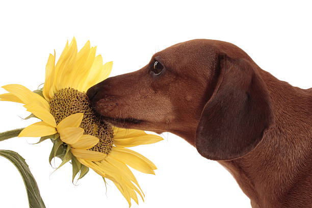 istock Dachshund Smelling A Sunflower 172225651