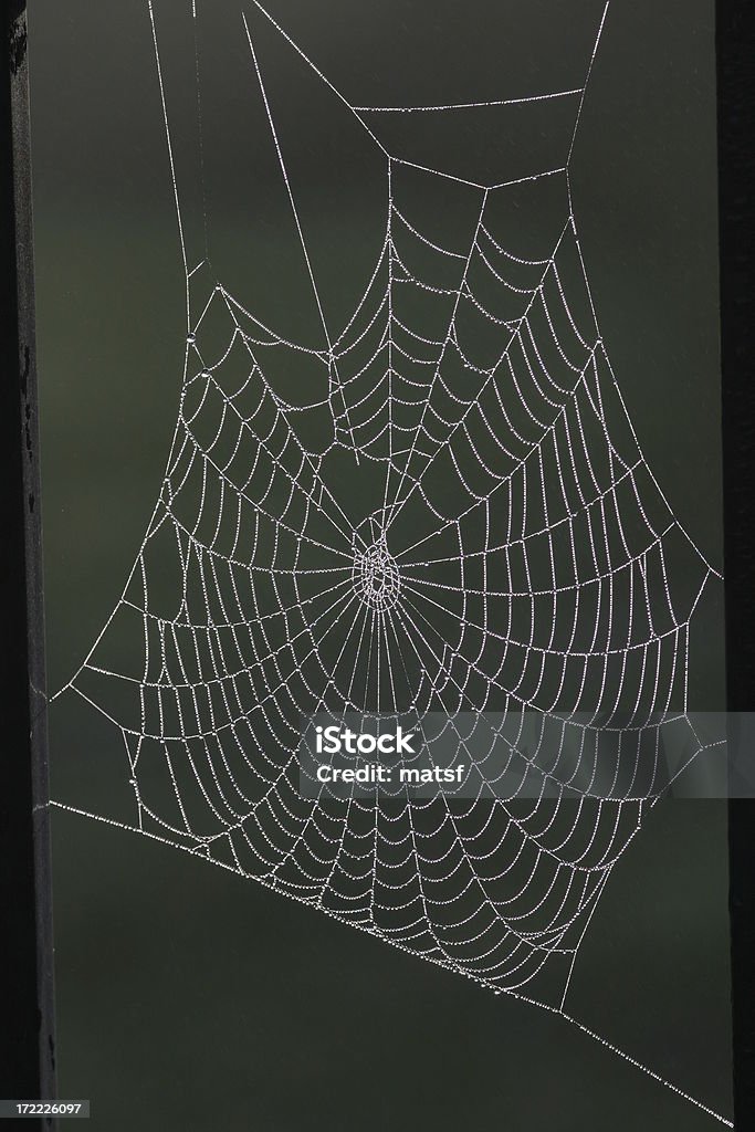 Cobweb с Роса#1 - Стоковые фото Паутина роялти-фри