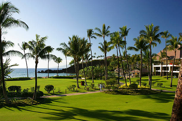 il paradiso - maui beach palm tree island foto e immagini stock