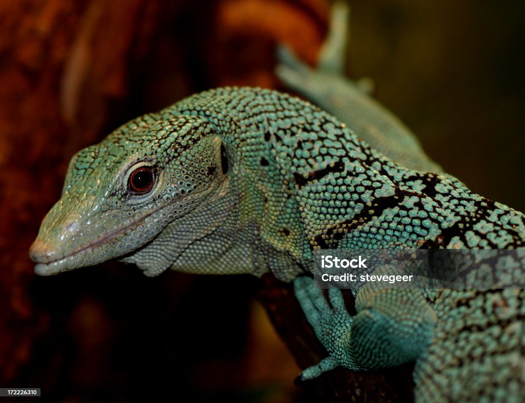 Árvore verde Monitor - Royalty-free Lagarto-monitor Foto de stock