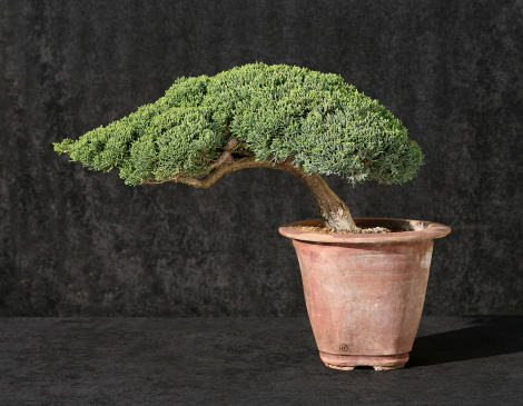 A real bonsai tree