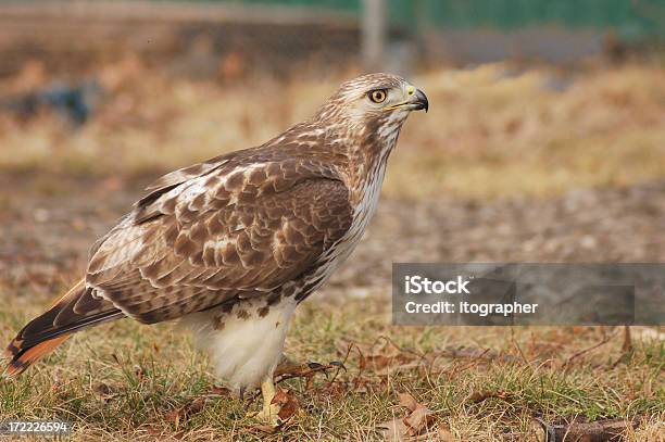 Hawk Uziemiony - zdjęcia stockowe i więcej obrazów Brązowy - Brązowy, Dziób - Pysk, Fotografika