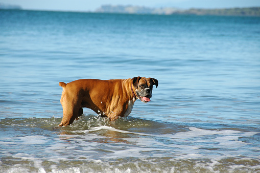 Boxer dog taking a sea swim in the summer