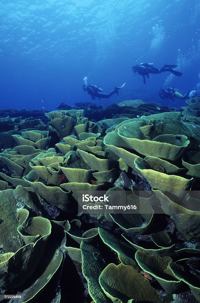 Cabbage Patch People diving on field of coral. Taveuni Stock Photo