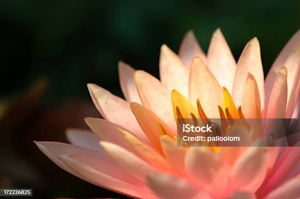 Pink Lotus Stockfoto und mehr Bilder von Aquatisches Lebewesen - Aquatisches Lebewesen, Auf dem Wasser treiben, Blatt - Pflanzenbestandteile